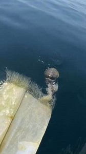 840K views · 10K reactions | Divers rescue baby turtle  #fbreelsvideo #viral #seaturtle #viralreels #RenzSpearfishing | Renz Spearfishing | Facebook
