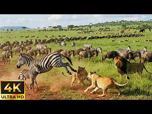 4K African Wildlife: Kruger National Park, South Africa - Scenic Wildlife Film With Real Sounds
