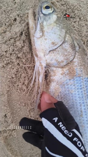 Thread Fin Salmon Fishing 🎣 #salmonfishing #threadfinsalmon #seafishing #fishing