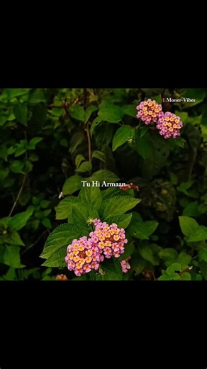 Tu Hi Armaa Tu Hi Sach Hai 💞 – Deewaniyat (Title Track)