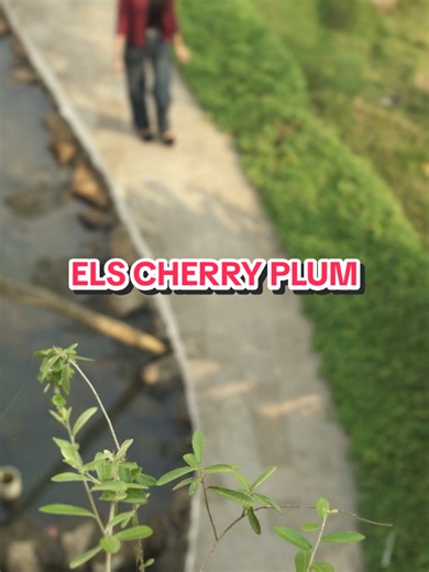 Cherry Plum: Luscious Lips & Soft Glow