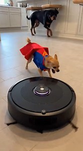 20K views · 496 reactions | We turned the chihuahua into Superman and now he thinks the vacuum cleaner is an alien and keeps attacking it like a true hero 隸‍♂️ | House of Paws | Facebook