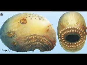 One of our oldest ancestors has been discovered, and it had a big mouth and no butt