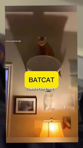 The end. #canada🇨🇦 #funny #dogs #dogsoftiktok #batman