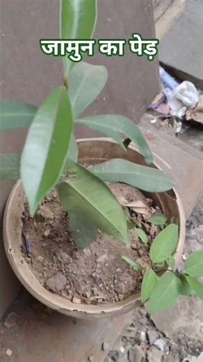 Jamun tree, #JamunKaPed #JamunTree #FruitLovers #NatureBeauty #HealthyLiving