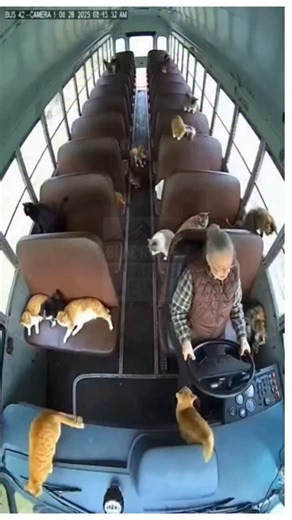 Creative Max | The mystery of School Bus 42 has officially been solved—and it’s the most wholesome plot twist imaginable. Despite having no kids onboard,... | Instagram