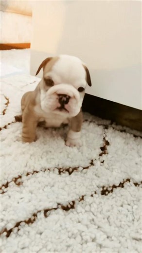 Meet Nori 🐶 Our little english bulldog 🐾 Attitude: 10/10 👑 Energy: Loading…😴 More of her soon 💕 #englishbulldog #bulldogpuppy #puppylife