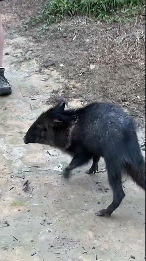Pecarí, cerdo salvaje de Suramérica. #wildlife