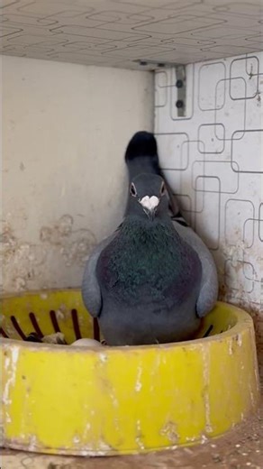 Young Racing Pigeon