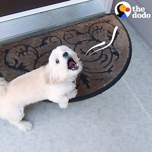 3M views · 79K reactions | This dog is about to see his sister for the first time in MONTHS — and he can’t stop talking about it  | The Dodo | Facebook