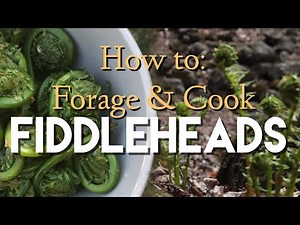 HOW TO FORAGE + COOK FIDDLEHEADS