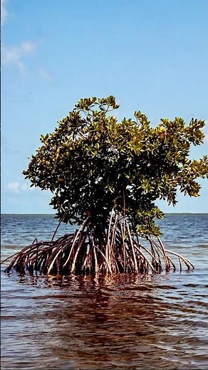 Captured in grain and sunshine 🌞🎞️ Key Largo on Film #filmlife #filmforever #travel #velvia