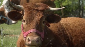 A Limousin beef cow with large horns, wearing a halter, is lying in a rural pasture, flicking her ears and shaking her head to ward off a swarm of pesky flies. Livestock management in agriculture.