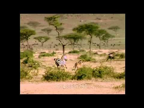 Stock footage of Tiger prowling and Cheetah chasing Zebra