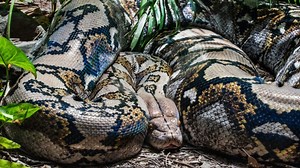 Viral Video: ശ്മശാനത്തിനുള്ളിൽ ആറടി നീളമുള്ള പെരുമ്പാമ്പ്; ഭയചകിതരായി പ്രദേശവാസികൾ