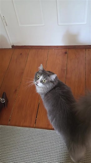 Daisy Mae has an array of personalities #cat #kitten #positivity #fyp #catmom