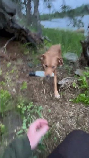 DUCK TOLLER FIELD WORK FROM BLIND! | DUCK HUNTING | #duckdog #duckhunting #hunting #nsdtr #gundog