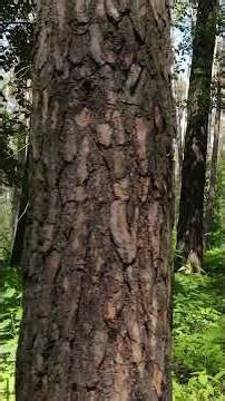 The Disappearance of the Likely Prospector #theanomalyreport #unclassified #vanished