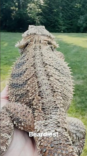 Beardies! Cute Bearded Dragon Behavior 🧡
