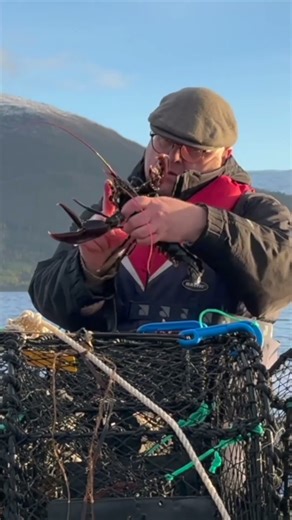 What to do, if it is too small? How to Fish for Lobster in a Norwegian Fjord, Ep. 2.