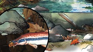 Follow That Nutrient | KQED