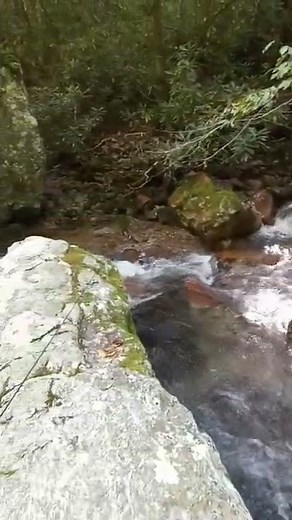 Fishing Wild Trout Stream in Rocky Fork State Park, Tennessee