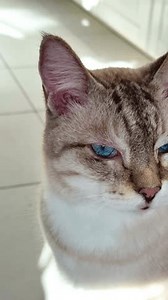 Close-up Very Rare Ojos Azules Cat Stock Footage Video (100% Royalty-free) 4024966777 | Shutterstock