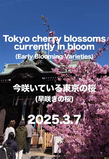 Early Blooming Cherry Blossoms in Tokyo - March 2025