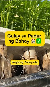 687K views · 15K reactions | ✅GUSTO MO BANG MAGKAROON NG GULAYAN sa Bubong ng Bahay!  Hydroponics! VGM inspiration series ✅ #hydroponics #diy #proper #information #and #nutrition #healthy #food #health #wealth #fbreels #highlights2025 #fypviral2025 #fypシ゚viralシ #fypageシ✅ #kangkong #pechay #kale #lettuce #waterspinach | Vegetable Gardening and More | Facebook