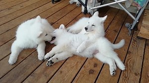White Swiss Shepherd 🔥 | White Swiss Shepherd