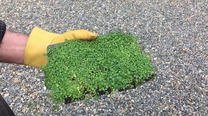 Corsican Mint 6 PACK ( Mentha Requienii ) • Groundcover With Mint Aroma • Perennial Herb Tolerates Foot Traffic • Starter Plants - Etsy