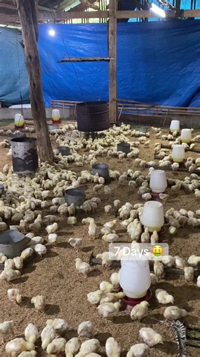 Profitable Poultry Farming in 45 Days