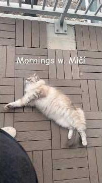 Morning Vlog w. Mičí