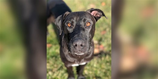 Quill, the friendly dog, is ready for adoption