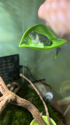 Frog seeing snow for first time