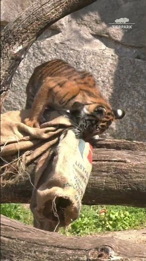Curious Sumatran Tigers 🐯♥️