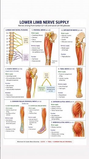 🦵 Lower Limb Nerve Supply Explained | Major Nerves, Functions & Innervation