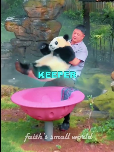 Panda Needs Anger Management Classes #shorts