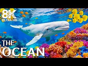 Beautiful Marine Life in 8K 🐠 | The Amazing Underwater World of the Red Sea