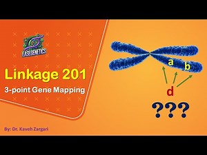 Linkage 201: 3-point Gene Mapping