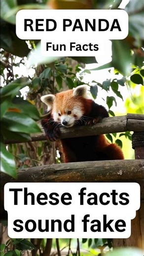10 Red Panda Facts You Didn’t Know 🐼 (They’re Actually Wild)