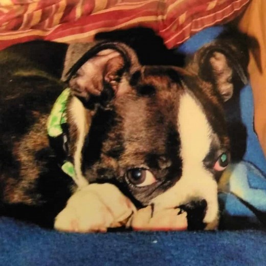Your Boston's First Year - What To Expect! Growth Chart & Development - Boston Terrier Society