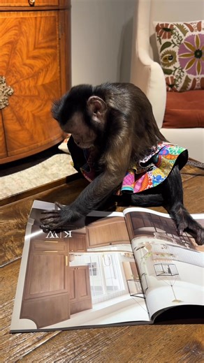 Sasha was Checking the Jonathan Charles Furniture spread in Flower Magazine - House / Garden / Lifestyle #monkey #adorable #reading | Three Monkeys Photo Circus