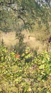 20 reactions · 3 comments | 퐖퐀퐓퐂퐇 퐓퐇퐈퐒 퐕퐈퐃퐄퐎 퐅퐈퐍퐃퐈퐍퐆 퐋퐈퐎퐍 퐎퐍 퐅퐎퐎퐓 !!...