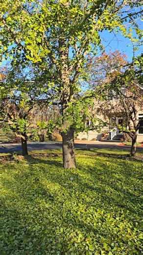 1.5K views · 47 reactions | GINKO BILOBA TREE Ginkgo, also known as a...