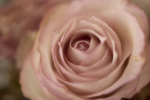 キヤノン RF35mm F1.8 MACRO IS STM レビュー｜マクロから風景まで守備範囲の広い一本 | ShaSha