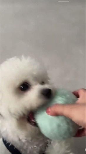 Bichon frise Teacup