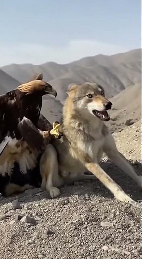 🦅🐺 Eagle vs Wolf — unbelievable real phone footage from Uzbekistan mountains!
