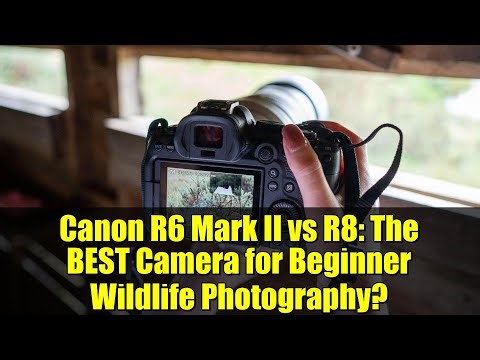 Canon R6 Mark II vs R8: The BEST Camera for Beginner Wildlife Photography?