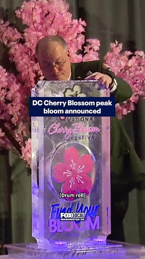 🌸 Washington, D.C.’s most iconic sign of spring is almost here, as the National Cherry Blossom Festival prepares to begin later this month. The National Park Service has announced the dates we can expect to see peak bloom! 🌸